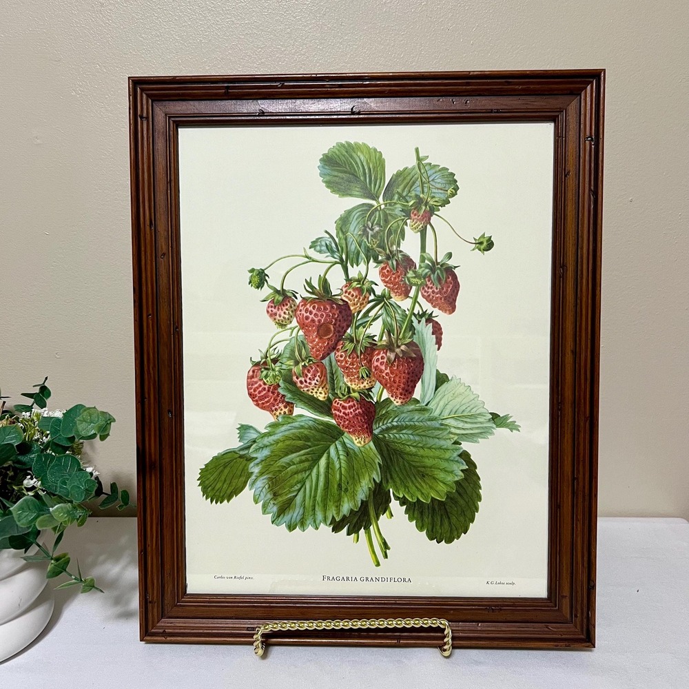 Vintage Botanical Fruit Strawberry Print In A Dark Wood Frame